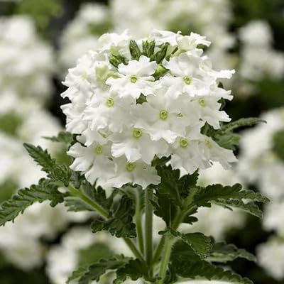 Verbena Flower Seeds