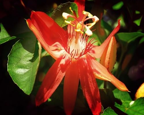 Orange Passiflora Flowers Seeds