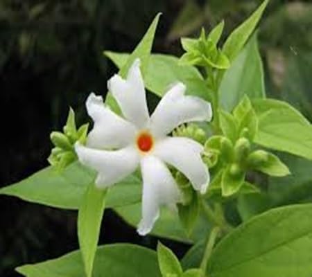Harsingar Flower Seeds