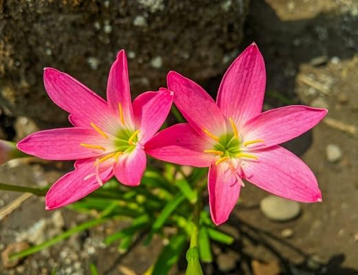 Zephyranthes Flower Seeds