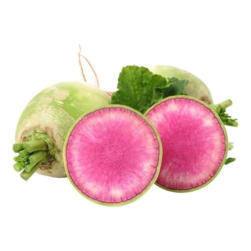 Watermelon Radish vegetable seeds - Heirloom, Organic, Non Gmo Garden Seeds for kitchen garden planting