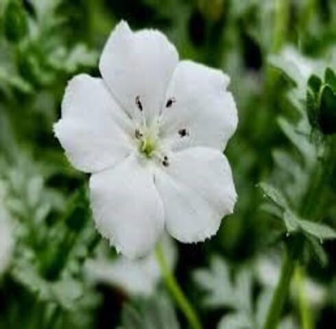 White Nemophila Flower Seeds