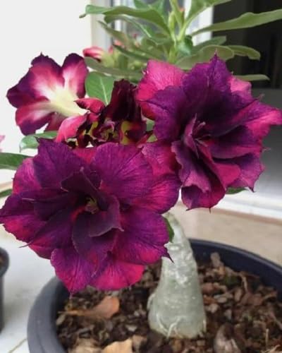 Giant Blooming Adenium Flower Seeds