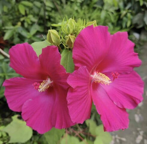 pink hibiscus flower seeds