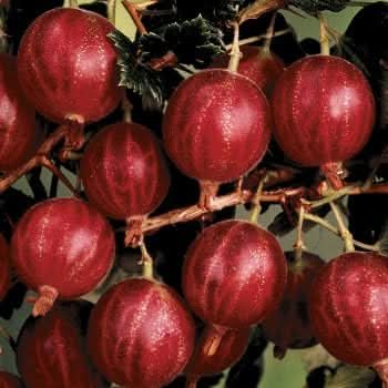 Hinnomaki Red Gooseberry Fruit Vitamin Rich Tangy Harvests Fruit Seeds