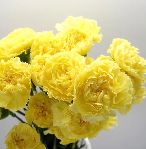 Yellow Carnation Flower Seeds