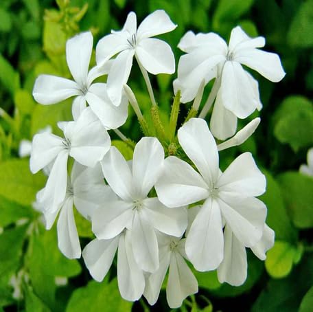 White Plumbago Flower Seeds