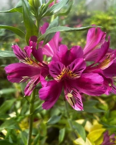 Purple Alstroemeria Flowers Seeds