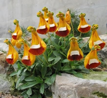 orange calceolaria uniflora flower