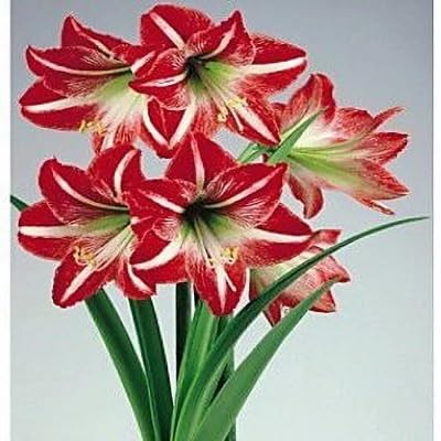 Red Amaryllis Flower Seeds