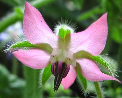 pink borage flower seeds