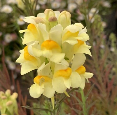 Yellow Linaria vulgaris Flower Seeds