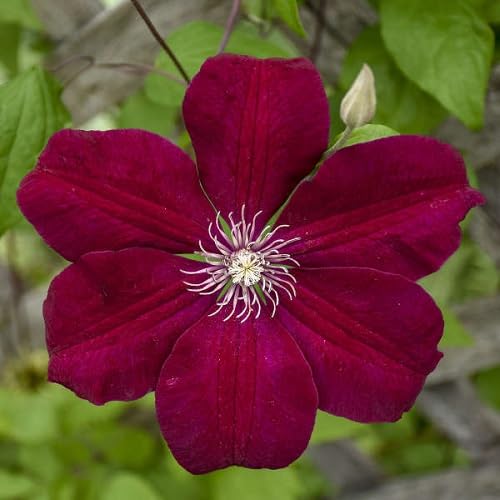 Red clamaties Flower Seeds