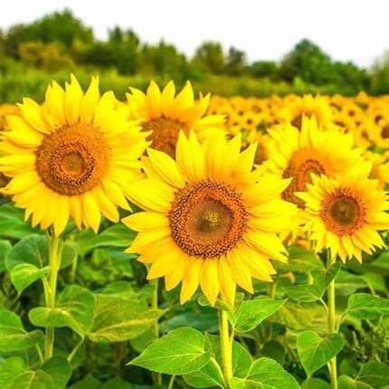 Yellow Sunflower Seeds