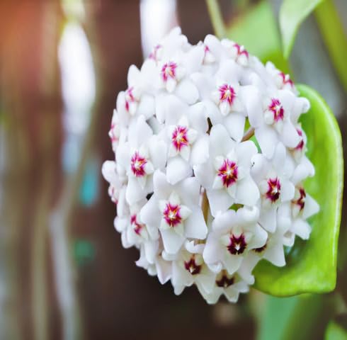 White Hoya Carnosa Flower Seeds