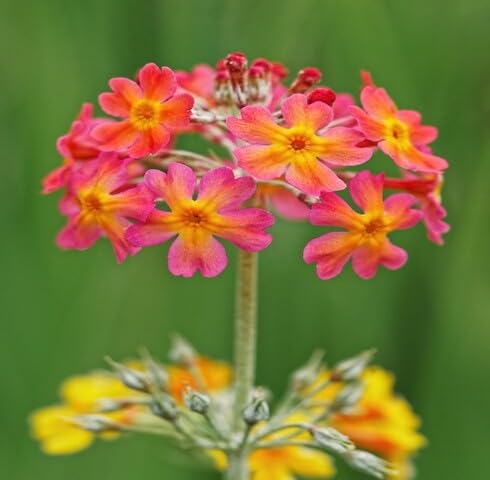 pink primula candelabra flower