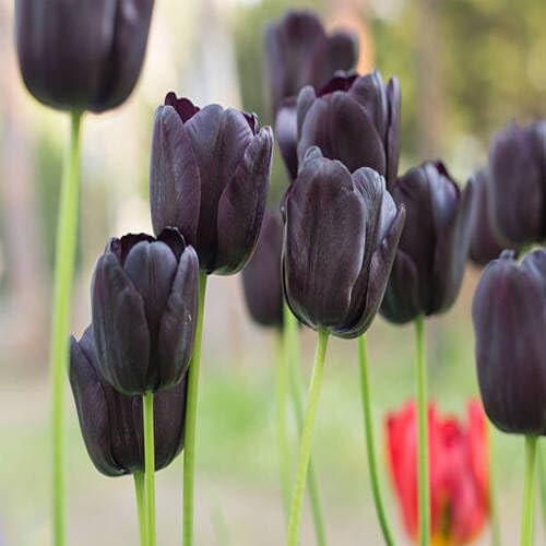 Black Giant Tulip Flower Seeds