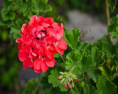 Red Mullein Flower Seeds