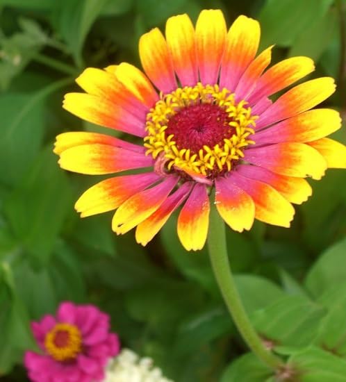 Pink Yellow Zinnia Flower Seeds
