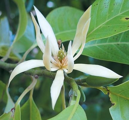White Magnolia Alba Flower Seeds
