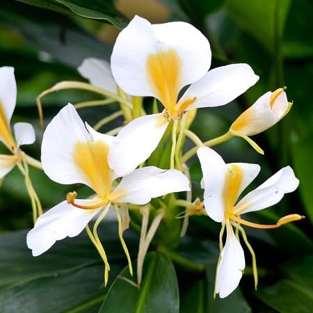 White Hedychium Flower Seeds