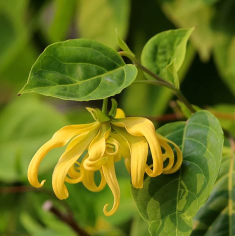 Yellow cananga Flower Seeds