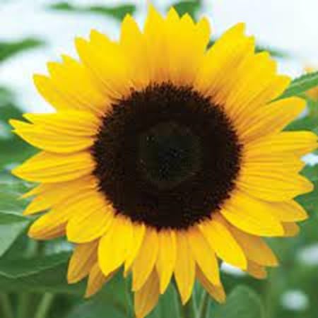 Sunflower Flower Seeds