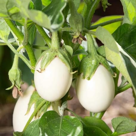 White Eggplant Vegetable Seeds Heirloom, Non-GMO for Home Garden Planting