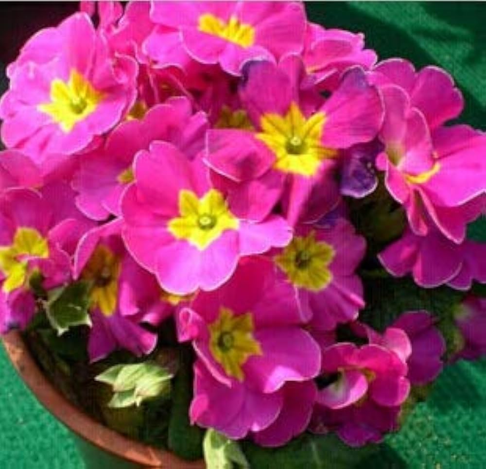 double blossom primrose primula vulgaris Fruit Seeds
