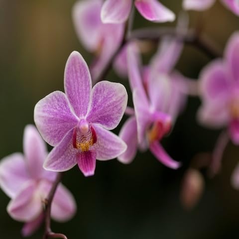 Pink Phalaenopsis Orchid Flower Seeds