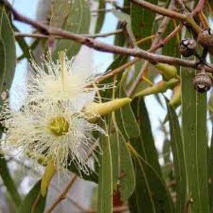 Eucalyptus Flower Seeds