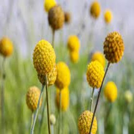 Yellow Billy Buttons Flower Seeds