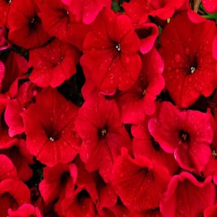 Red Petunia Flower Seeds
