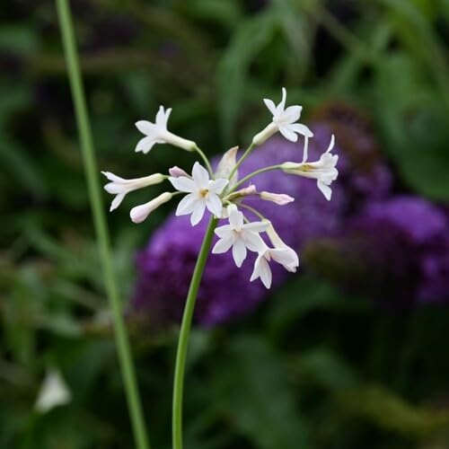 Tulbaghia Flower Seeds