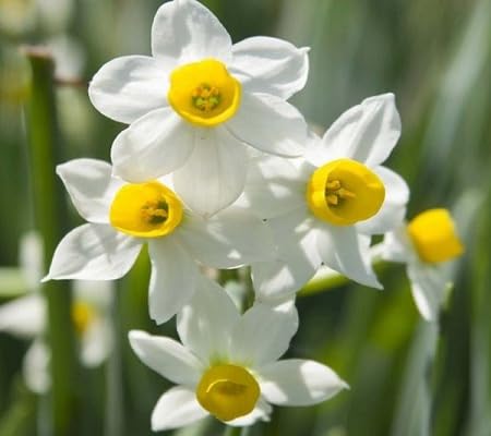 white daffodil flower seeds