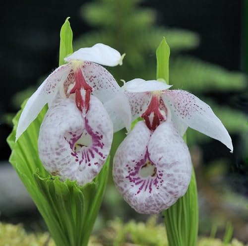 Pink White Cypripedium Flower Seeds