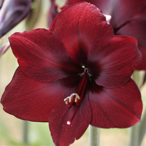 Amaryllis Flower Seeds