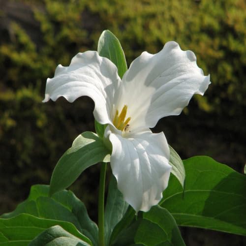 White Trillium Flower Seeds