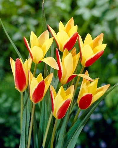 Red Yellow Tulipa Clusiana Flowers Seeds