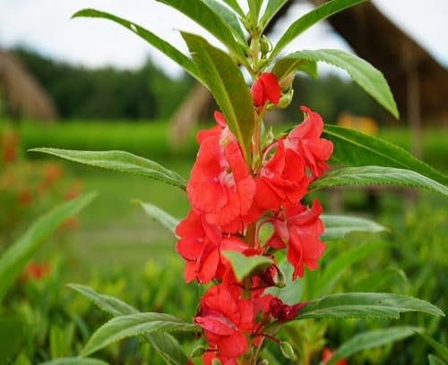 Red Perennial Balsam Flower Seeds