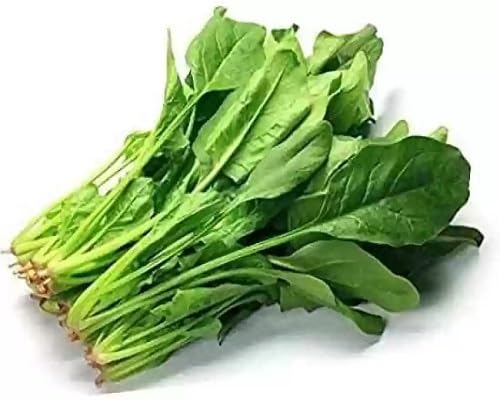 Green Spinach Plants Seeds vegetable seeds - Heirloom, Organic, Non Gmo Garden Seeds for kitchen garden planting