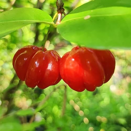 Surinam Fruit Seeds Fresh Orchard Collection for Healthy Home Farming Premium