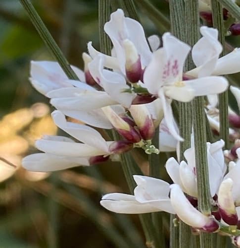 Retama Flower Seeds