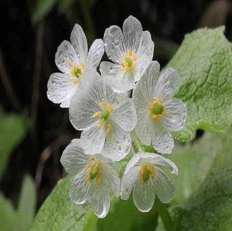 White Diphylleia grayi Flower Seeds