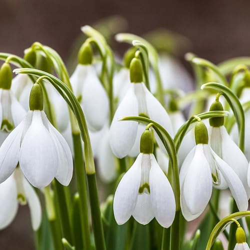 frresh Galanthus Nivalis Flower Seeds