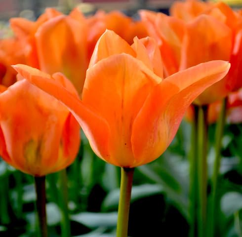 orange tulip flower seeds
