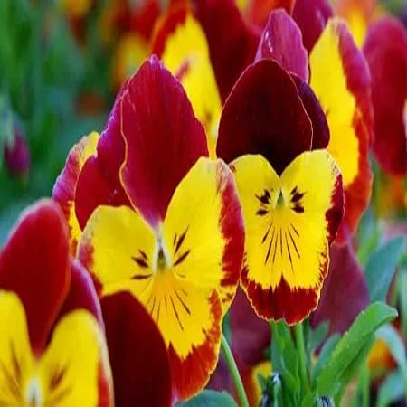 Pansy Flower Seeds Exotic Flowering Plants for Vibrant Backyard Beauty for Colorful Landscape - Heirloom Non GMO High Ge