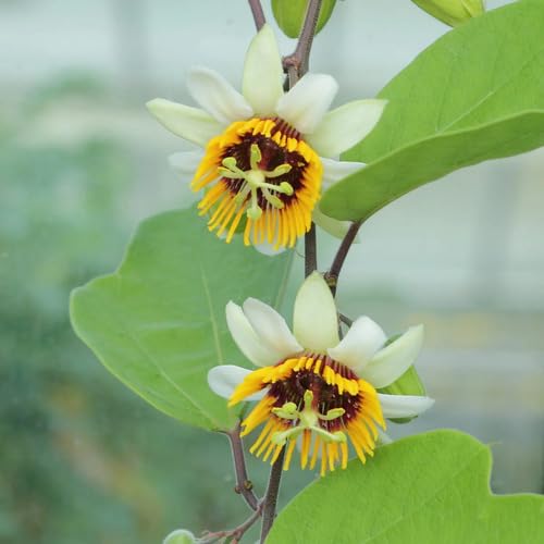 White Passiflora aurantia Flower Seeds