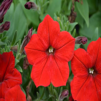 red petunia flower seeds