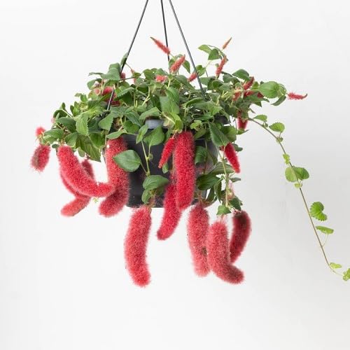 Acalypha Hispida Flower Seeds